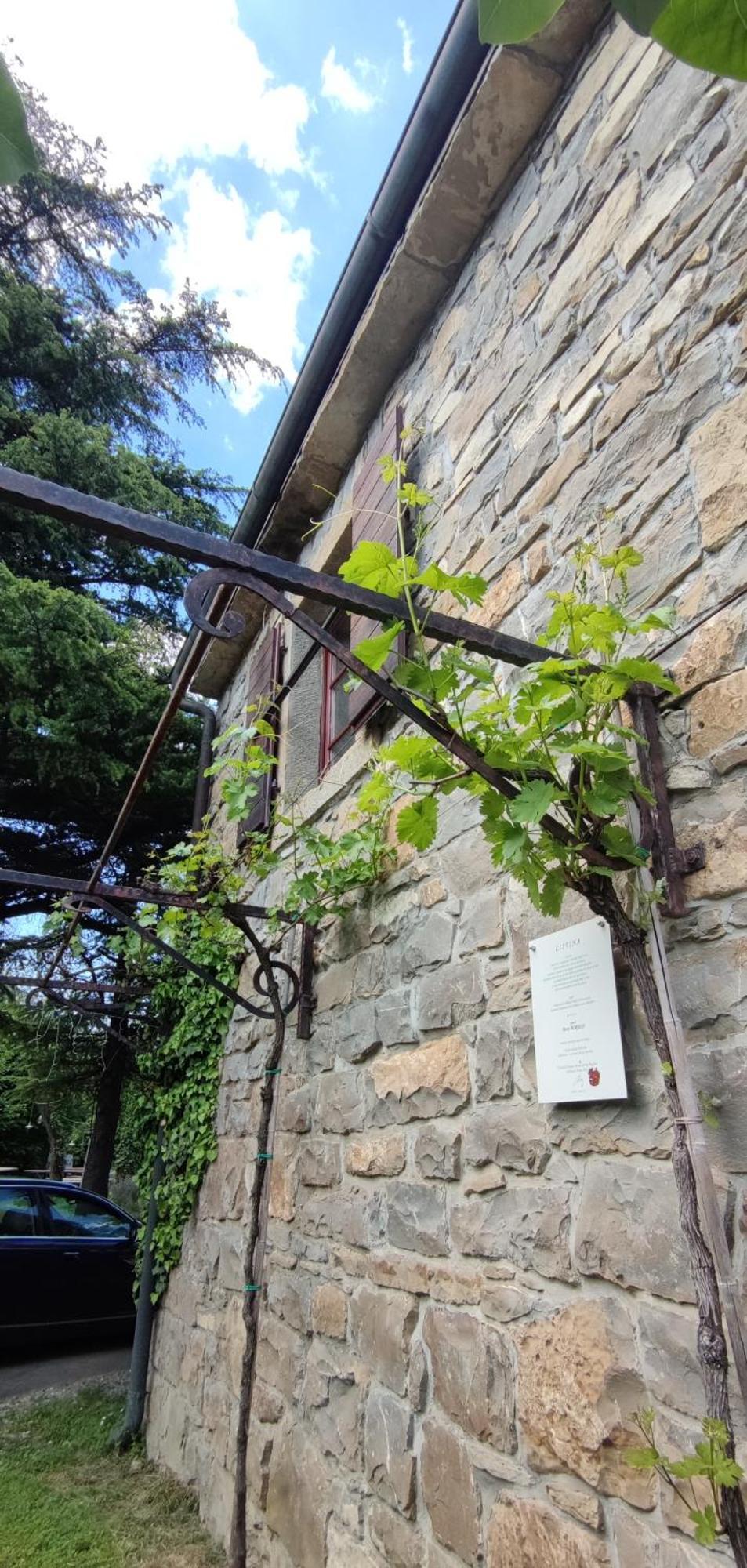 Bordon Wines, Estate With Accommodation Dekani Eksteriør billede